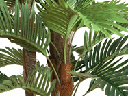 Kentia Palm Tree 