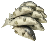 Large Rubber Carp Fish 
