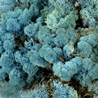 Reindeer Moss - Aquamarine 