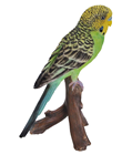 Green Budgerigar 