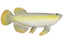 Fake Arowana Fish 