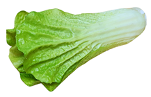 Fake Chinese Cabbage 