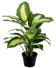 Dieffenbachia Plant in Pot 