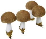 Light Brown Velvet Mushroom on Clip - Pk.4