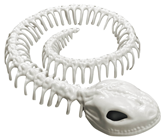 Snake Skeleton 