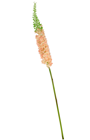 Peach Foxtail Stem 