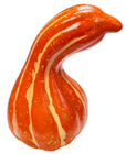 Orange Bottle Pumpkin Gourd 