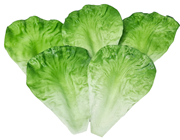 Lettuce Leaves - Pk.5 