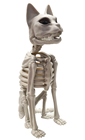 Sitting Skeleton Cat 