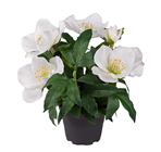 White Christmas Rose Plant in Pot 