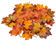 Autumn Maple Leaves - Pk.36 