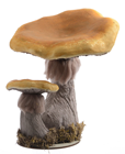 Yellow Gilded Mushroom - 29cm 