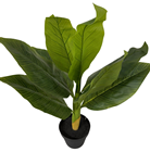 Two Slight Seconds Strelitzia Plant in%2 