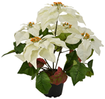 White Potted Poinsettia 