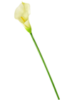 Replica Calla Lily 