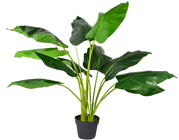 Large Taro Plant in Pot