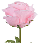 Giant Pale Pink Rose 