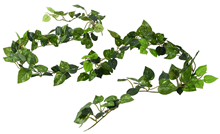 Pothos Garland - 180cm