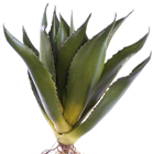 Aloe Plant 