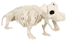 Dog Skeleton 