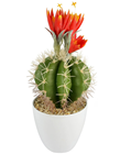 Cactus in Pot with Orange Flowers 