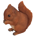 Red Squirrel 