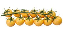 Yellow Tomato Truss 