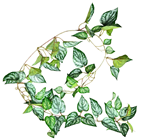Devil''s Ivy Garland 152cm 