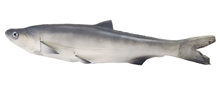 Grey Rubber Fish - Slight Second 