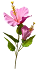Large Pink Hibiscus Flower Stem