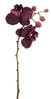 Moth Orchid Stem - Pink Purple - Pha 
