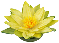 Yellow Floating Waterlily Flower 