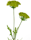 Queen Anne''s Lace Plant Stem 