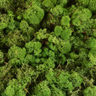 Reindeer Moss - Dark 