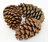 Large Pine Cones - Pk.3 