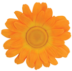 Orange Daisy Flower Head - 40cm 