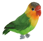 Lovebird Perching 