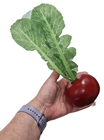 Beetroot 