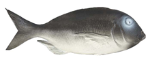 FISH, GREY - 36CM 