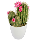 Cactus in Pot with Pink Flowers 