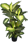 Variegated Green Large Leafy Plant in  