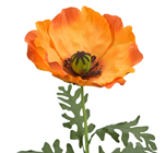 Giant Orange Poppy Flower