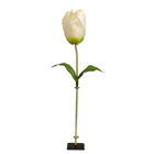 Giant Cream Tulip 