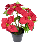 Red Poinsettia in Pot