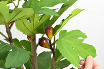 Ornamental Fig Tree - 68cm 