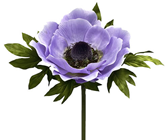 Giant Lilac Anemone Flower 