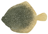 Rubber Turbot Fish 