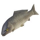 Large Rubber Carp Fish 