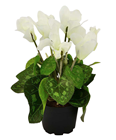 Potted Cyclamen - White 