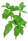 Basil Sprig 